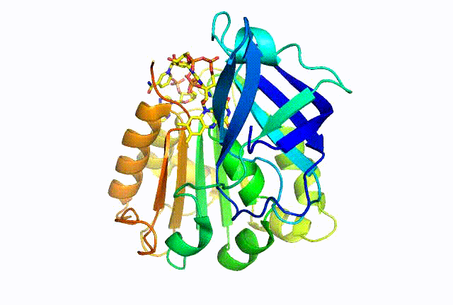 Ferredoxin-NADP Reductase