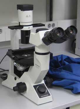 Olympus CKX41 Microscope